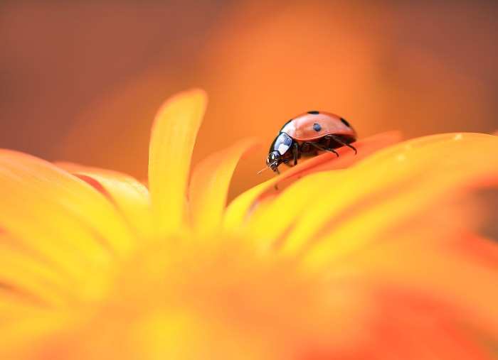 Ladybug on a yellow flower petal