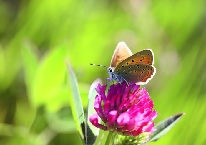 Butterfly on a pink clover flower