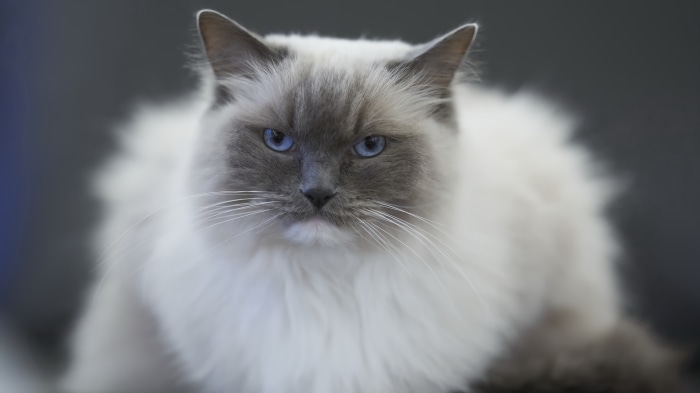 Ragdoll Cat with Blue Eyes