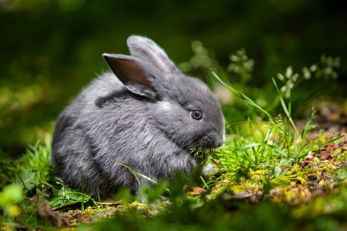 Gray rabbit eating grass in a forest 4K
