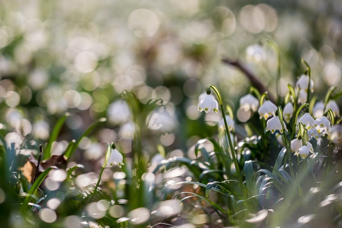 White Snowdrop Flowers in Soft Sunlight