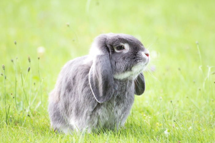 Gray lop-eared rabbit in green grass
