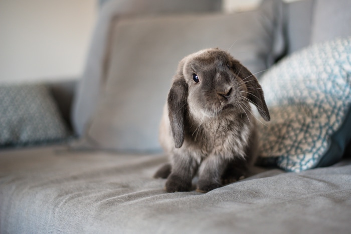 Gray lop-eared rabbit on a couch