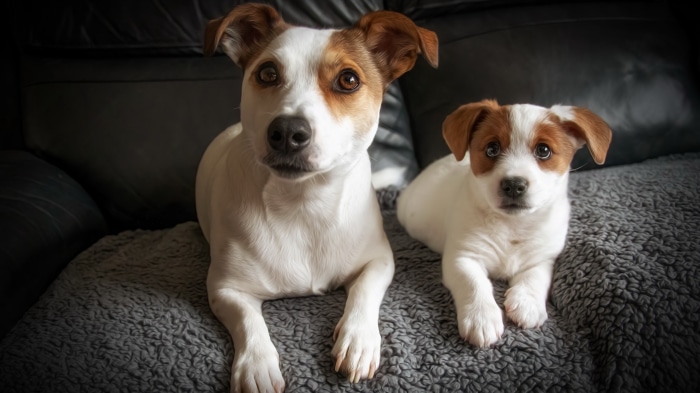 Two Jack Russell Terriers on a couch
