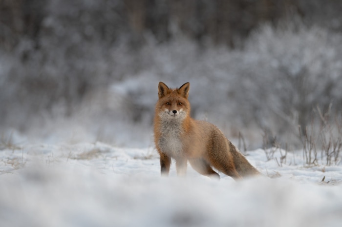 Red Fox in a Snowy Landscape