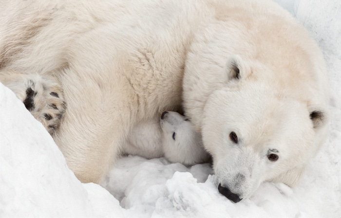 Polar Bear Mother and Cub in Snow