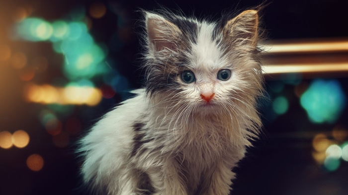 A wet kitten with blue eyes