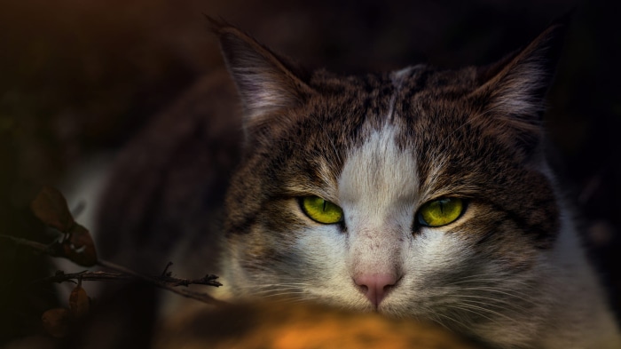 Close-up of a cat with green eyes