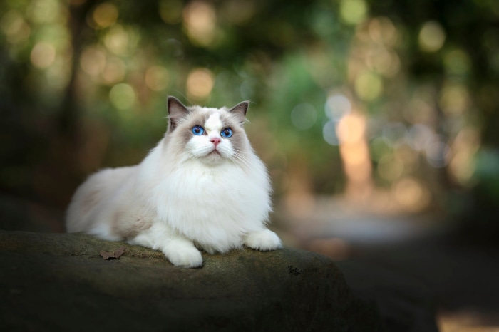 Ragdoll cat with blue eyes sitting on a rock
