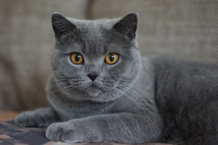 British Shorthair cat with yellow eyes