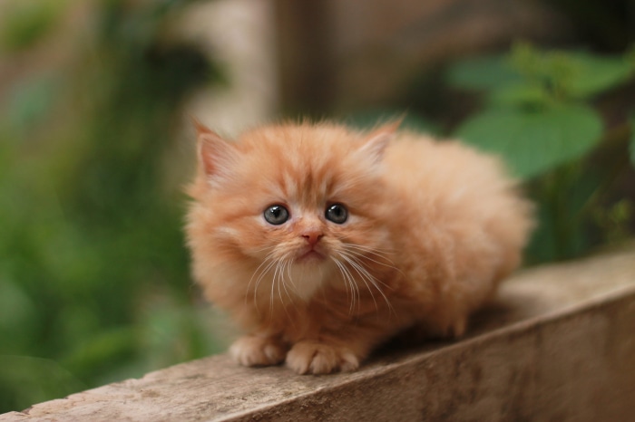 Orange Persian Kitten
