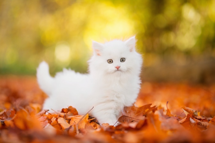 Fluffy White Persian Kitten in Autumn Leaves