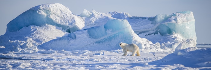 Polar Bear on Ice Floes