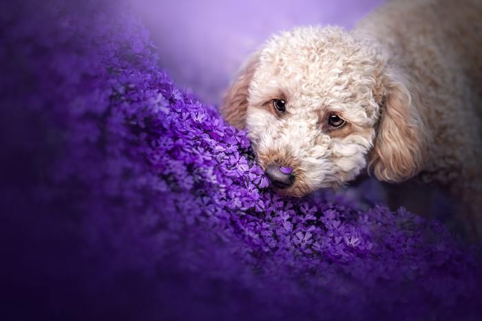 Poodle puppy in purple flowers