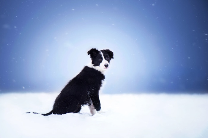 Black and white Border Collie puppy sitting in snow