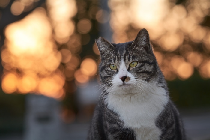 Tabby Cat with Green Eyes