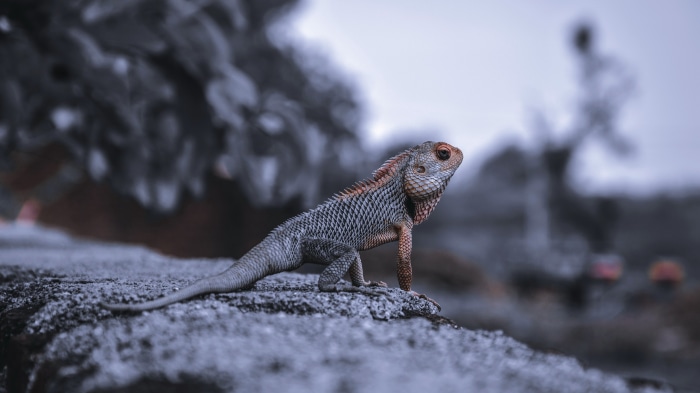 Chameleon on a rock