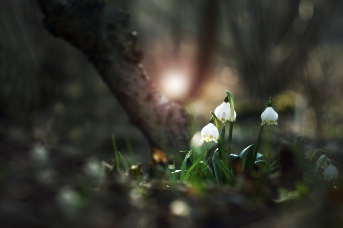 White snowdrop flowers in a forest