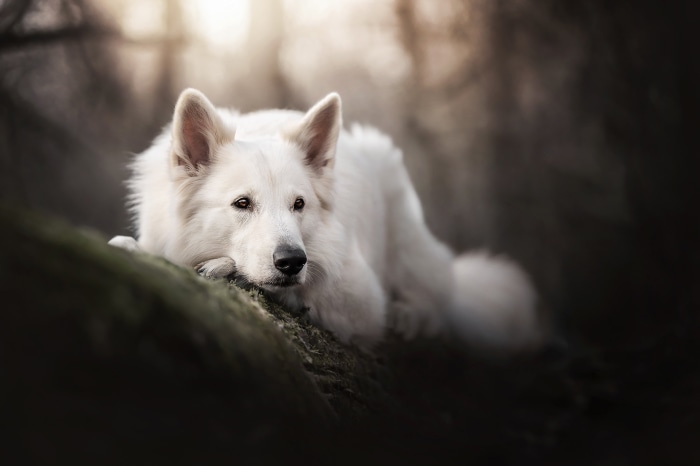 White Swiss Shepherd dog resting on a log