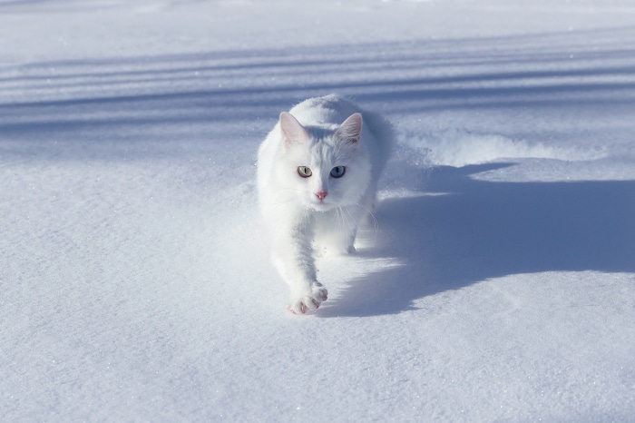 White cat walking in snow