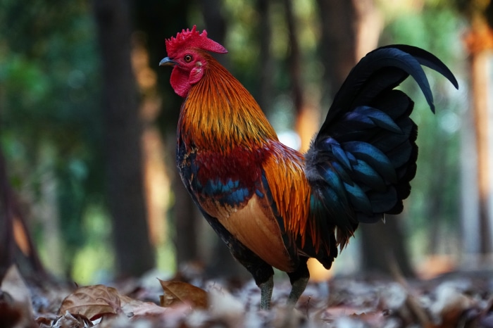Rooster