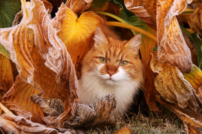 Orange and white cat hiding among autumn leaves