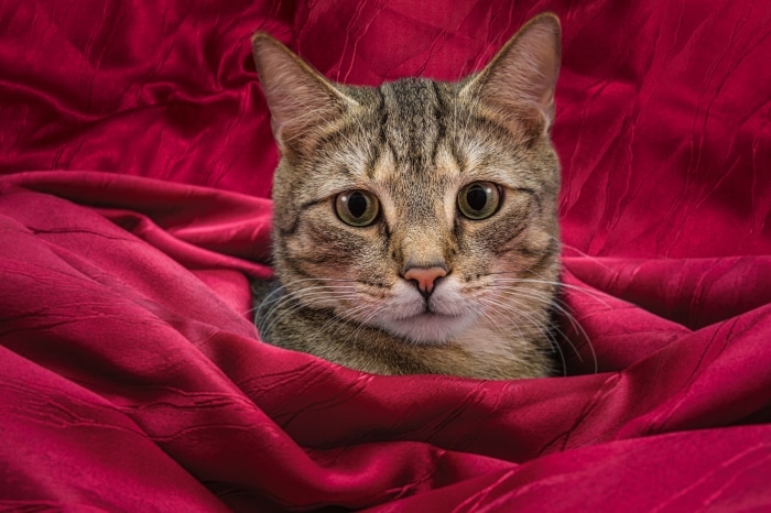 Tabby cat on red fabric