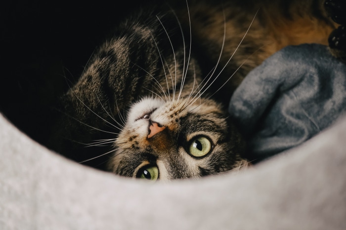 Tabby Cat with Green Eyes in a Cat Bed 4K