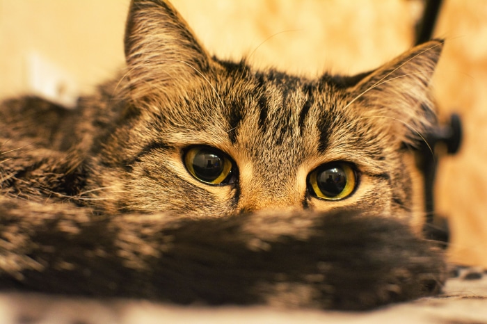 Close-up of a tabby cat's face