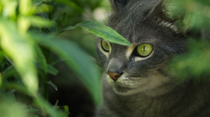 Gray cat with green eyes hiding in green leaves 4K