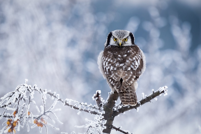 Northern Hawk Owl in Winter