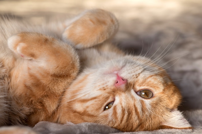 Ginger tabby cat lying on its back