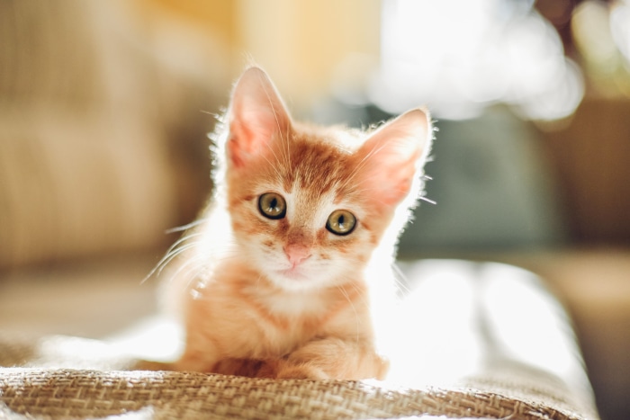 Orange Tabby Kitten with Big Ears
