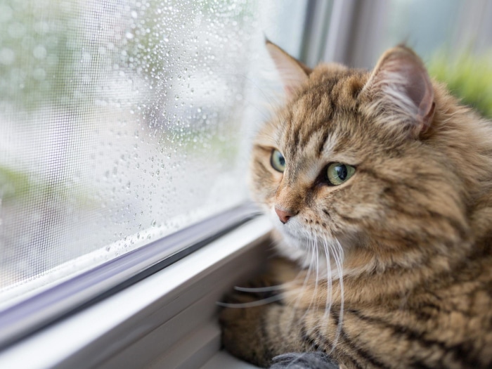 Brown tabby cat looking out a window on a rainy day