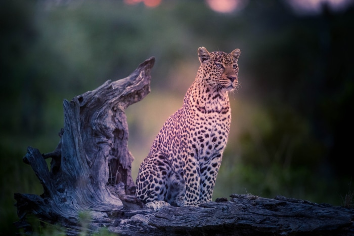 Leopard sitting on a log