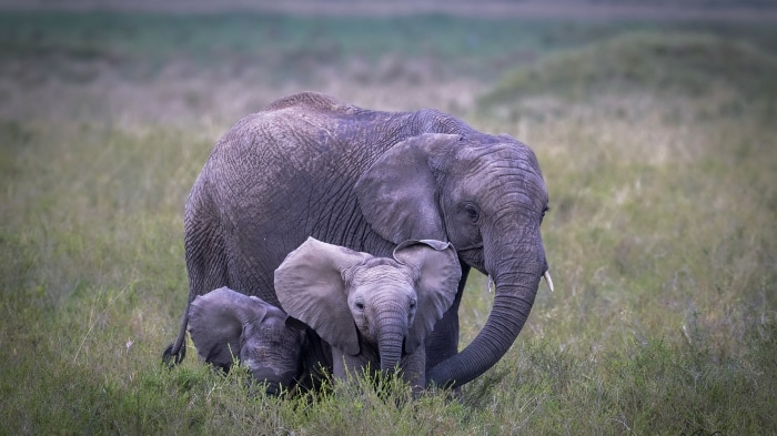 African Bush Elephants in a Field
