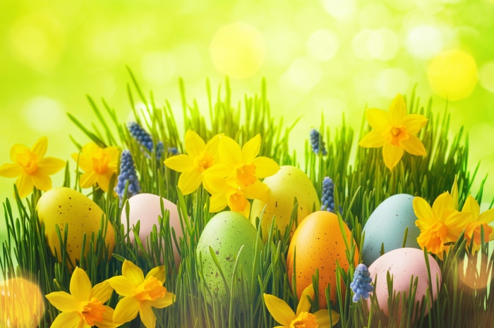 Easter Eggs and Daffodils in Green Grass