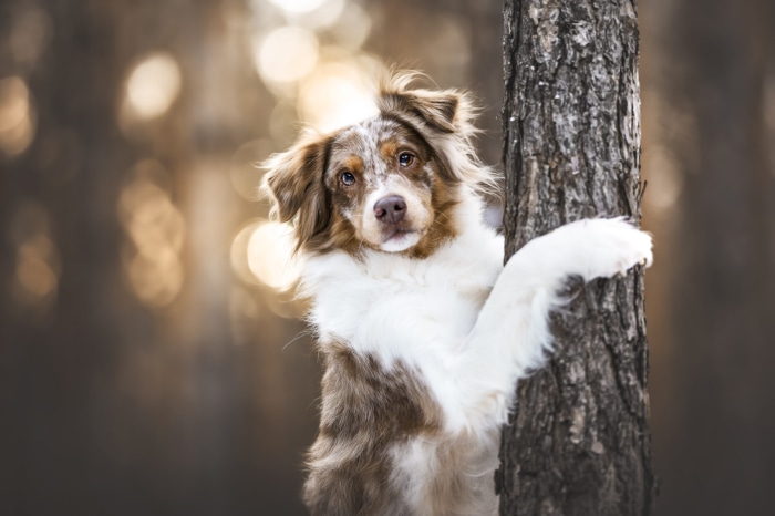 Australian Shepherd dog leaning on a tree