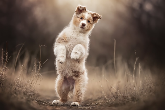 Puppy standing on hind legs in a field