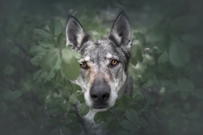 Wolfdog peeking through green leaves