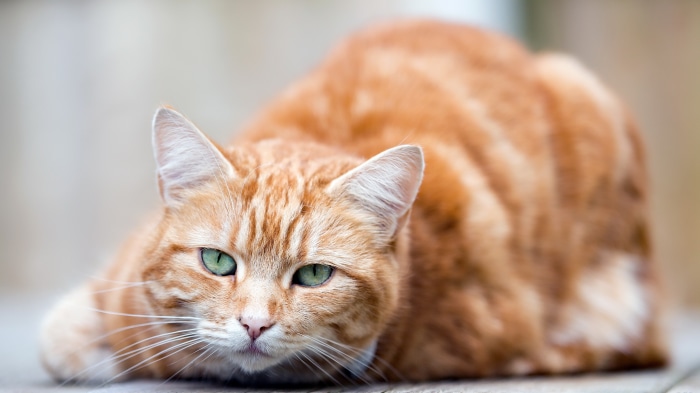 Orange tabby cat with green eyes