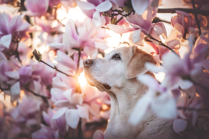 Golden Retriever among pink magnolia blossoms