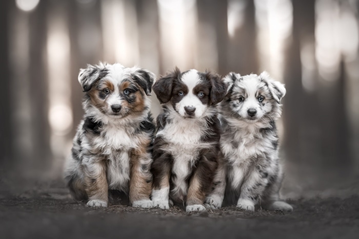 Three Australian Shepherd Puppies Sitting Outdoors