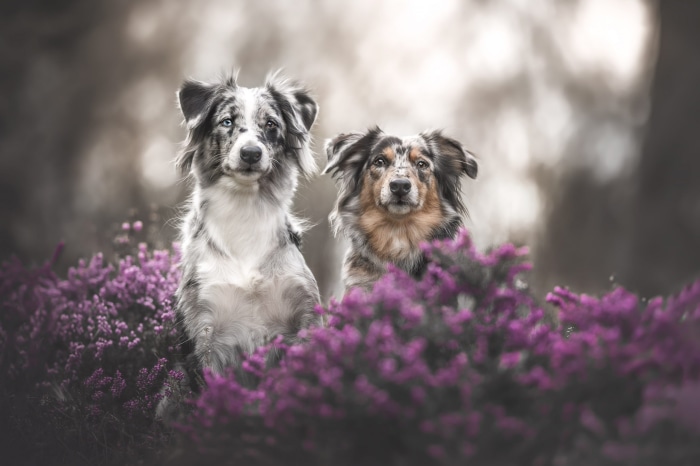 Two Australian Shepherds in a field of purple flowers