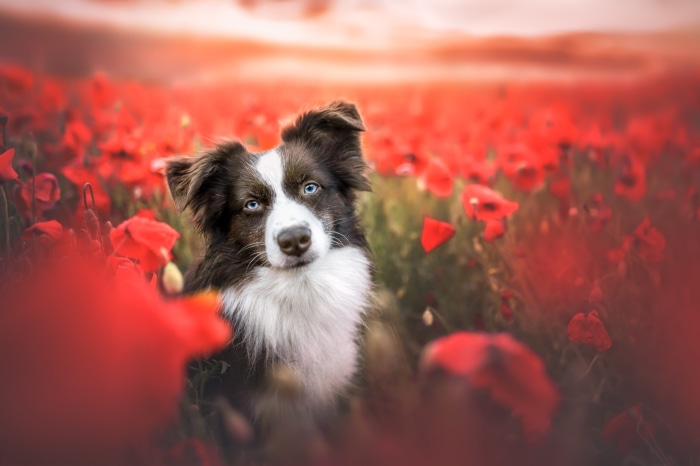 Border Collie dog in a field of poppies