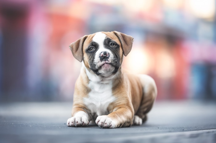 Boxer puppy lying down