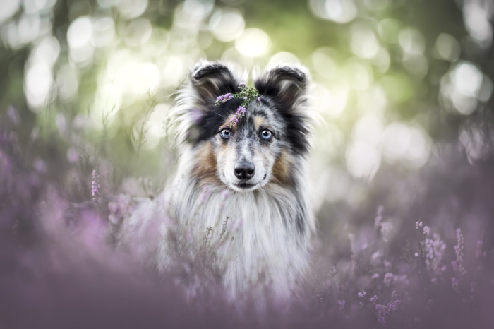 Blue-eyed Shetland Sheepdog with flowers in fur