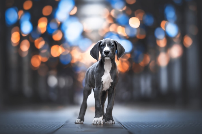 Weimaraner puppy standing outdoors with bokeh lights