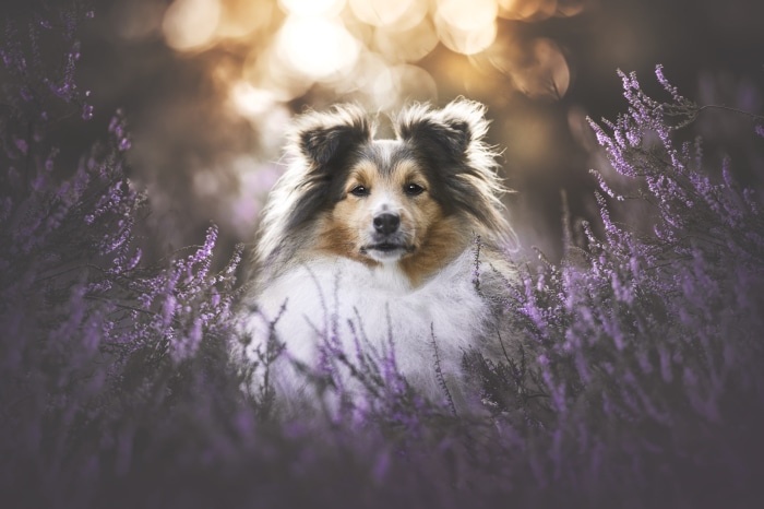 Shetland Sheepdog sitting in purple heather