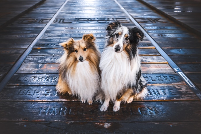 Two Shetland Sheepdogs on a wooden surface